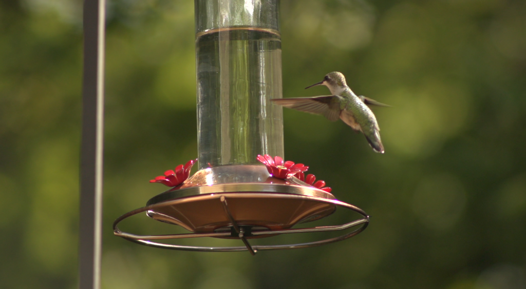 Anna's Hummingbird at feeder with hummingbird food recipe by The New Moon Workshop