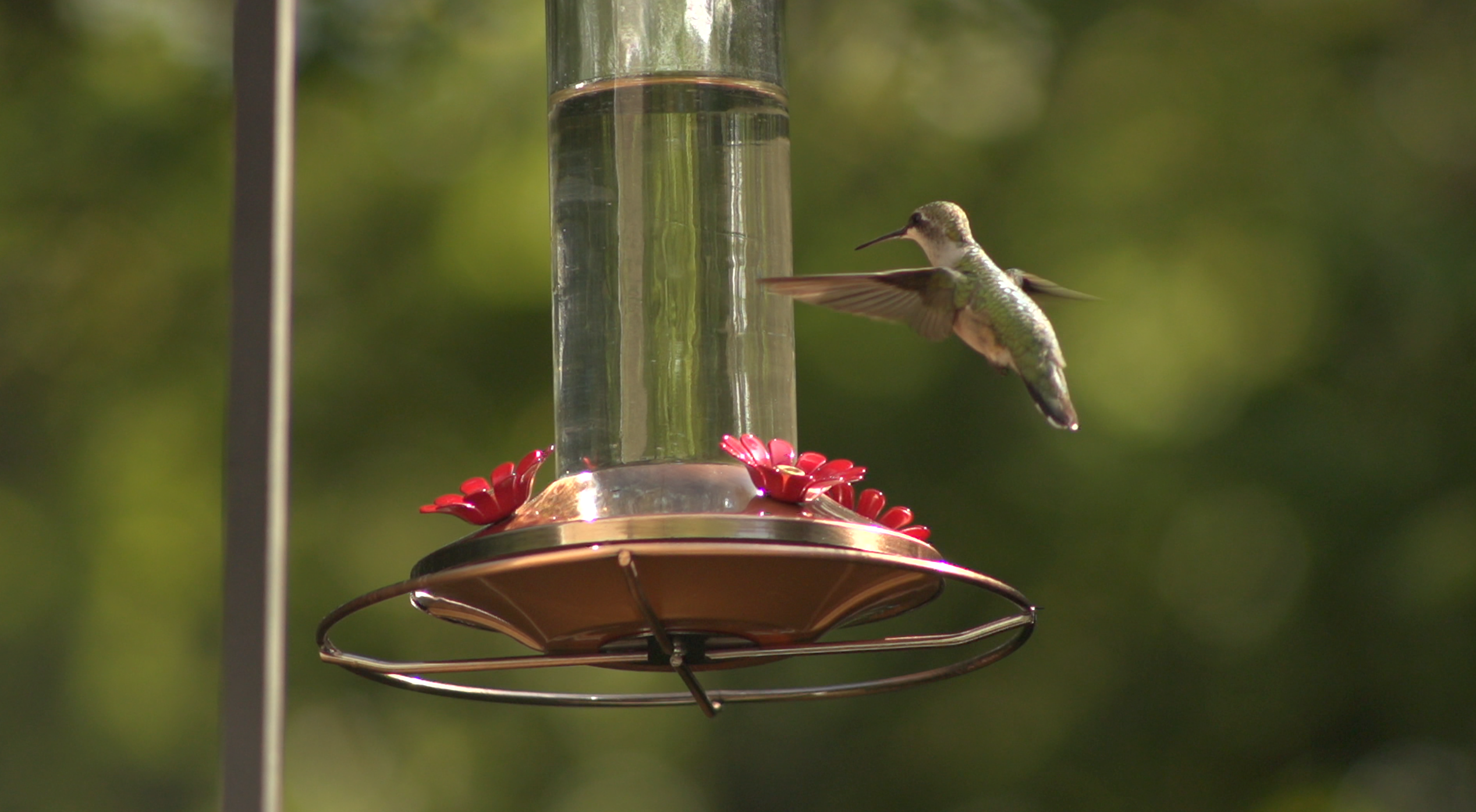 Hummingbird at feeder with hummingbird food recipe